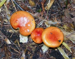 Hygrophorus speciosus.